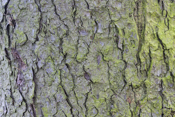 Tree bark as background