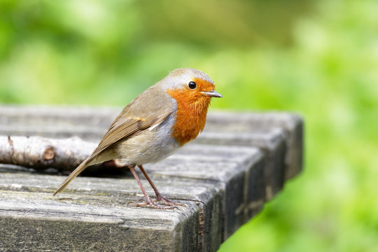 Close-up of a Common Robin standing on a wooden table.