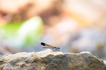 dragonfly on rockห