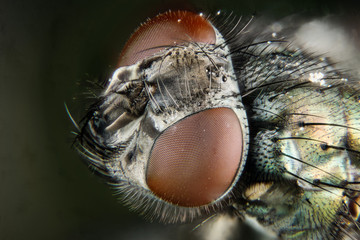Macro Focus Stacking - Fly, Flies