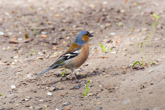 Close-up of a Chaffinch standing on wet woodland floor.