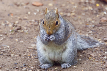 Close up front view of a Grey Squirrel standing erect feeding on a woodland floor.