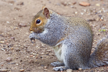 Naklejka na ściany i meble Close up profile view of a Grey Squirrel standing erect eating seeds on a woodland floor.