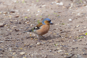 Chaffinch standing on a woodland floor