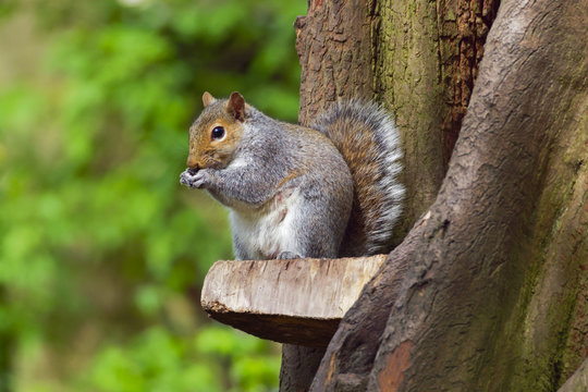 Grey Squirrel sitting erect on a small feeding table fixed to a tree trunk.
