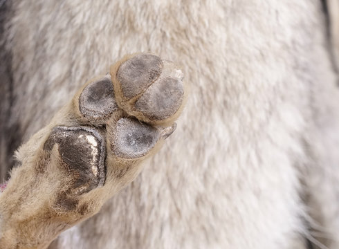 Arctic fox paw, closed up of a paw with abstract blur arctic fox skin (arctic fox hair)