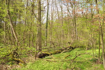 Obraz premium Frühlingsleuchten