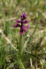 Orchis male (Orchis mascula)