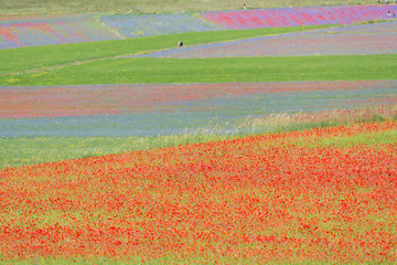 Flowering in Castelluccio