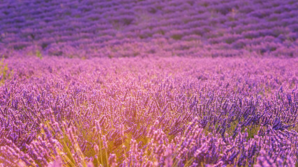 Flowering lavender field in Provence, beautiful flowers in gentle sunset light, nature background, Plateau de Valensole, France