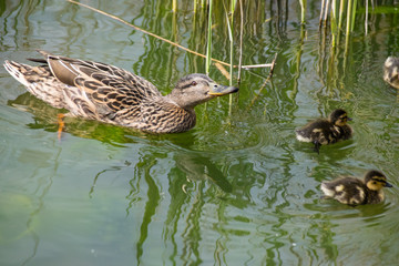 Female mallard duck with young ducklings scooping up water