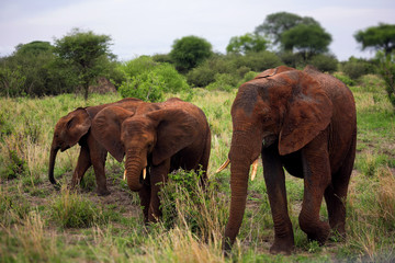 Three elephants in african savanna