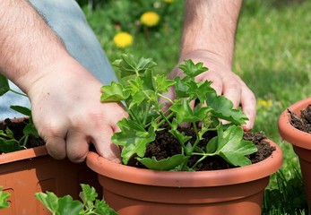 Planting of geranium