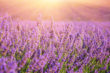 Sunny lavender field in Provence, Plateau de Valensole, France. Selective focus