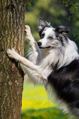 Hund lehnt an Baum