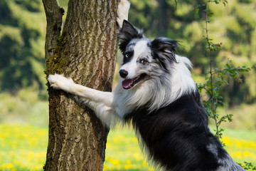 Hund lehnt an Baum
