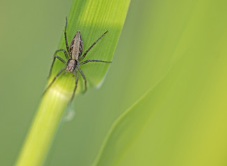 Spider in garden