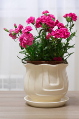Red carnation in pot in the room
