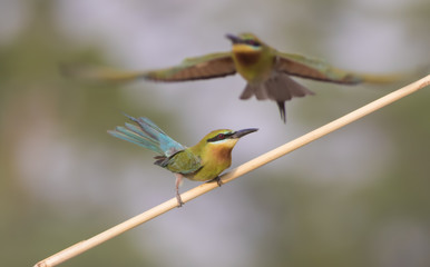 Blue tailed bee eater