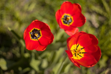 The red tulips. Spring flowers. 