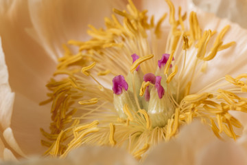 Yellow anther peony flower macro still