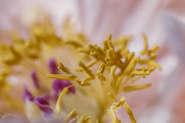 Fototapeta na wymiar Anther and pistils on a peony flower in bloom macro still
