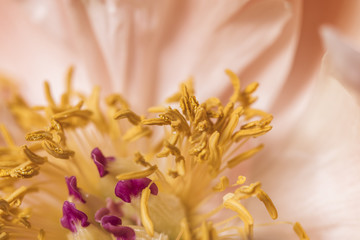 Fototapeta na wymiar Yellow anther peony flower macro still