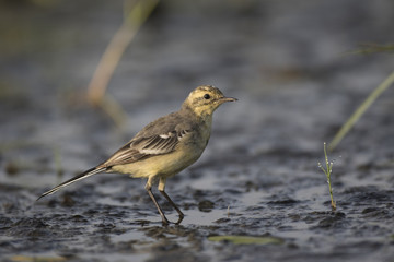 yellow wagtail in winter morning