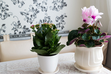 Cyclamen and Kalanchoe on table in the room