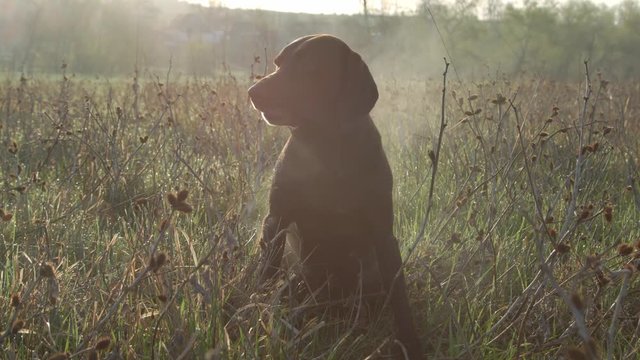 German shorthaired pointer posing in the field