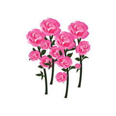 Tender Rose Blossoms with Stems as Fully Developed Flowers - in Balanced Hues of Red, Pink and White - Vector Isolated on White Background