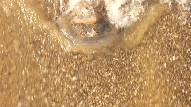 Dead jellyfish in water. Jellyfish on the seashore. Extinction of sea animals.