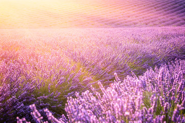 Lavender field in sunlight, purple flowering nature background, Provence, Plateau de Valensole, France