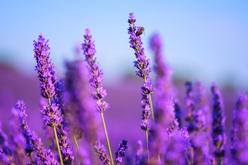 Lavender flowers close-up, vivid nature background with a bee and blue sky, Provence, Plateau de Valensole, France. Selective focus