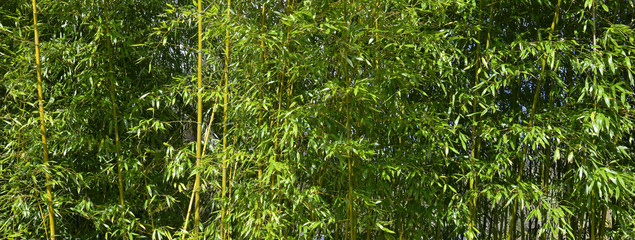 Bandeau de feuillage de bambous