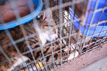 Cat in a cage