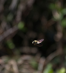 Bumblebee in flight
