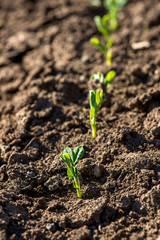 Close up of young pea plants in early spring garden - selective focus, copy spsce