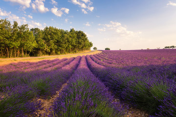 Provence rural landscape with blooming lavender field in sunlight, Plateau de Valensole, France