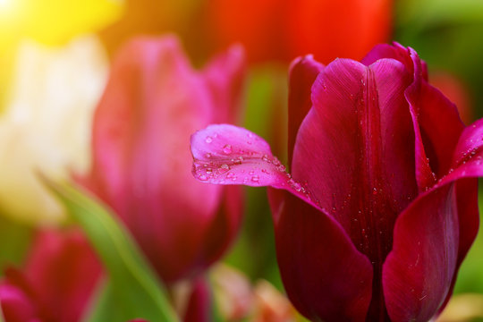 pink tulips with drops of water Close-up