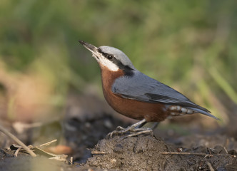 Chestnut-bellied nuthatch