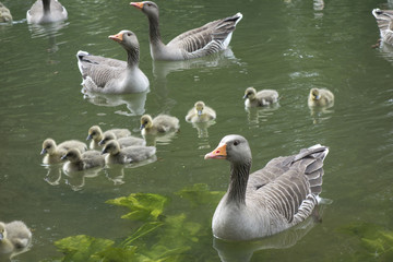 Family of Geese on Pond