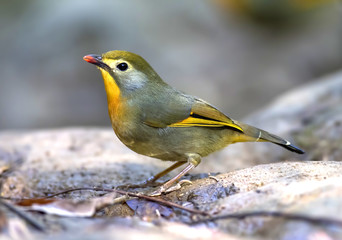 Red-billed leiothrix