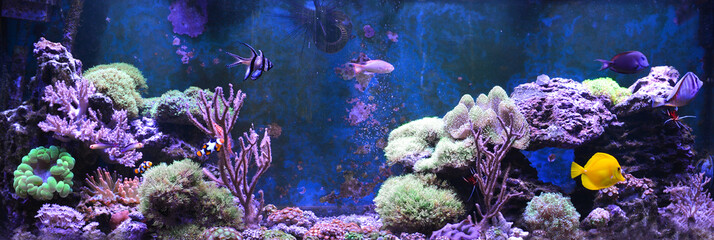 Reef tank, marine aquarium. Blue aquarium full of plants. Tank filled with water for keeping live underwater animals. Gorgonaria, Sea Fan. Clavularia. Zoanthus. Zebra apogon. Zebrasoma. Percula.