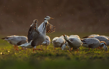 Bar Headed Goose