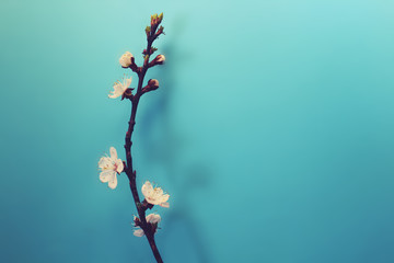 Blooming apricot branch isolated on blue background