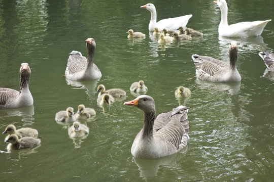 Family of Geese on Pond