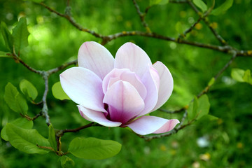 White-pink magnolia blossom in nature