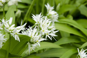 Close-up view of a flower of the bear garlic - Allium ursinum - blooming in the forest on a sunny spring day - obrazy, fototapety, plakaty