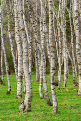 Fototapeta premium White birch grove in spring